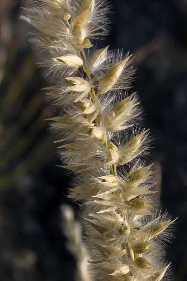 Melica ciliata / Melica barbata